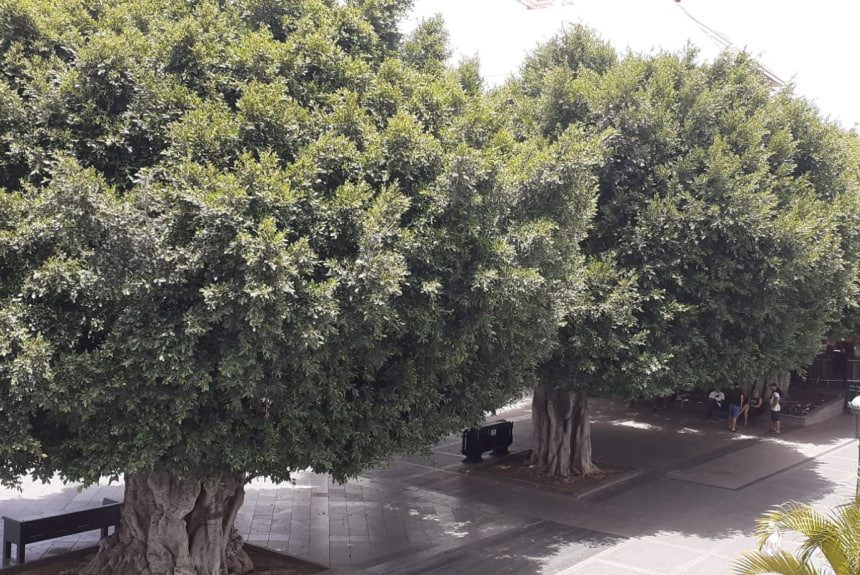 Los Llanos de Aridane y El Paso, en nivel rojo por altas temperaturas desde este viernes