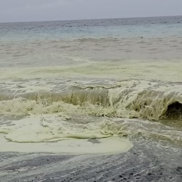 Las microalgas llegan a la costa de Fuencaliente