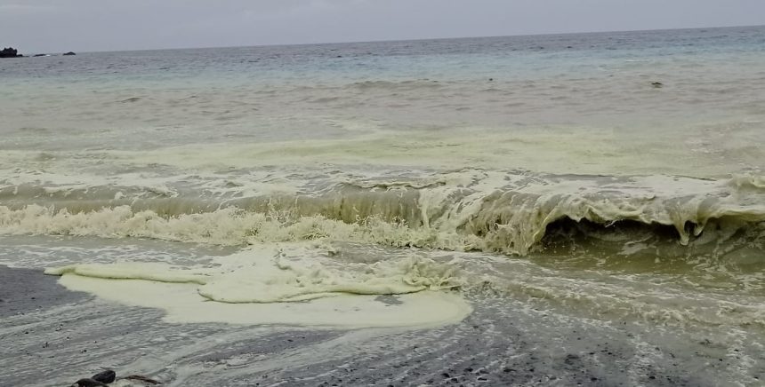 Las microalgas llegan a la costa de Fuencaliente