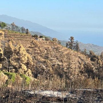 Tijarafe concederá ayudas de hasta 15.000 euros a las viviendas totalmente destruidas por el incendio de julio