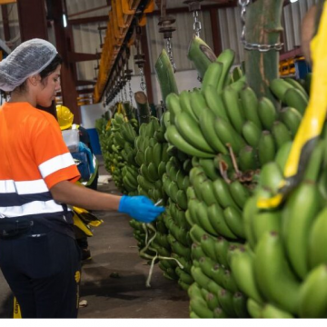 Los agricultores palmeros recibieron de media 44 céntimos por kilo de plátanos en 2023