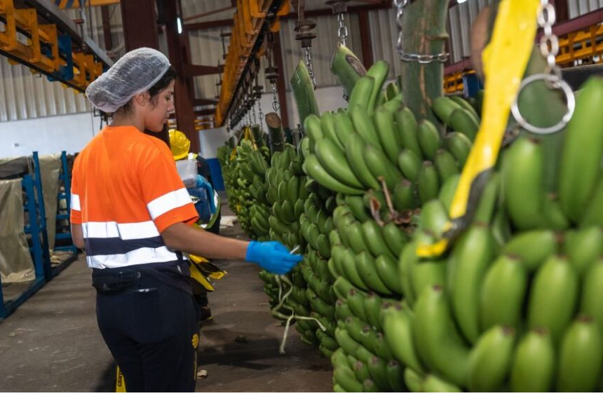 Sindicatos y patronal negocian el nuevo convenio del empaquetado de plátanos en La Palma tras meses de bloqueo