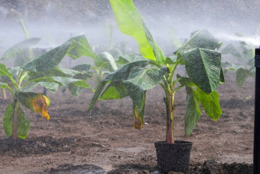 Agricultura estima recuperado un tercio de la producción platanera previa al volcán en la zona afectada