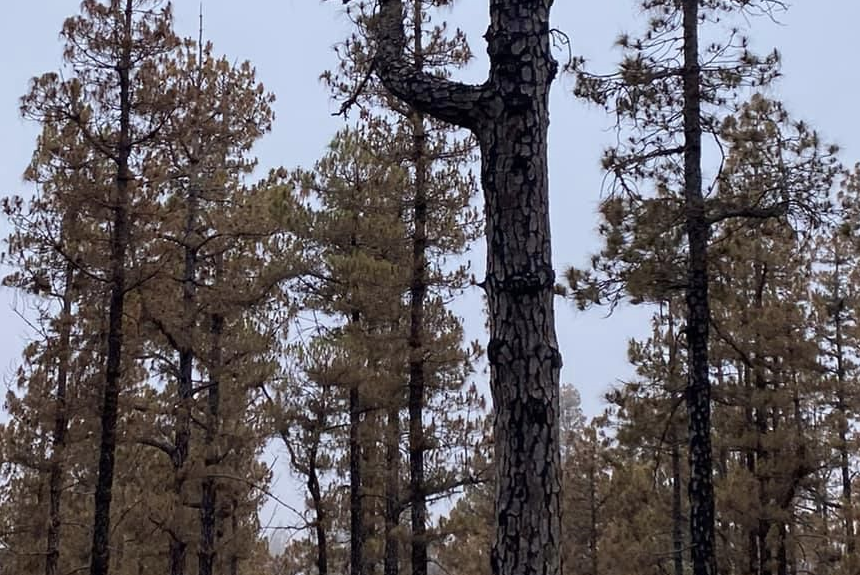 FORMATO PINAR DE FUENCALIENTE El aumento de la población de la “lagarta canaria del pino” afecta al pinar de Fuencaliente