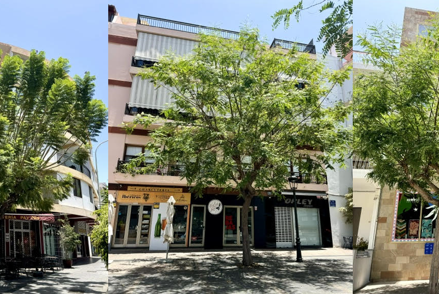 FORMATO PODA ARBOLES DIAZ PIMIENTA ¿En qué época/s se podan los árboles en Los Llanos de Aridane?