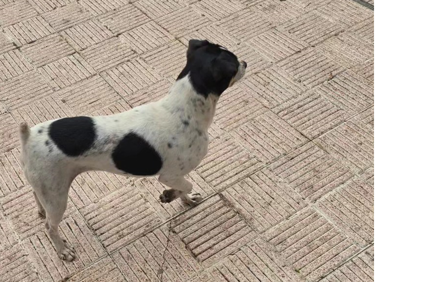 El nuevo plan general de Santa Cruz de La Palma no permite la instalación del albergue de animales en Barranco Seco