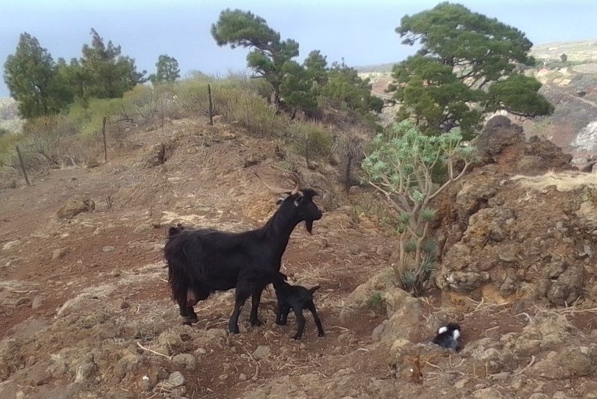 Advierten de la amenaza que supone para la biodiversidad la presencia de cabras asilvestradas en zonas de Barlovento