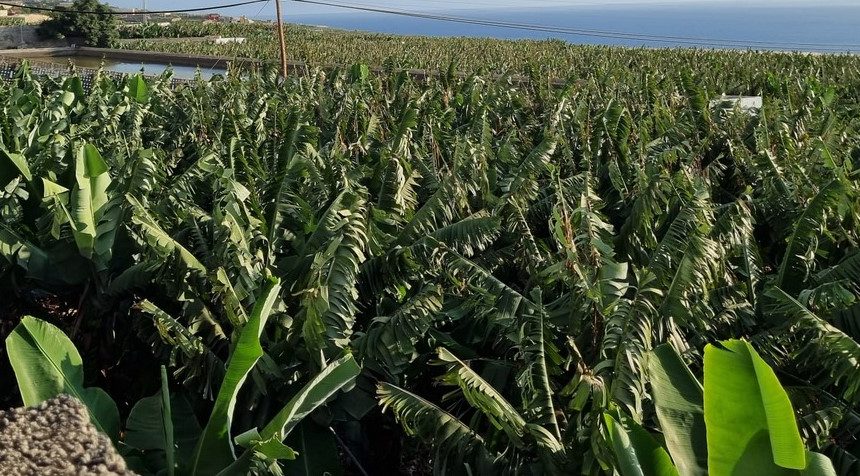 FORMATO PLATANERAS 15 fanegas de plátanos se verían afectadas por las expropiaciones de la vía entre El Remo y La Zamora