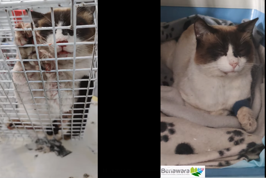 FORMATO GATO OLIVER El milagro del gato Oliver