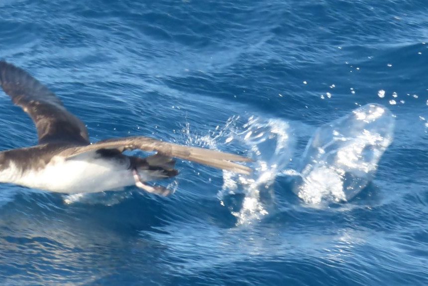 FORMATO PARDELA La Universidad de Barcelona investiga en La Palma las zonas de cría y alimentación de la pardela pichoneta