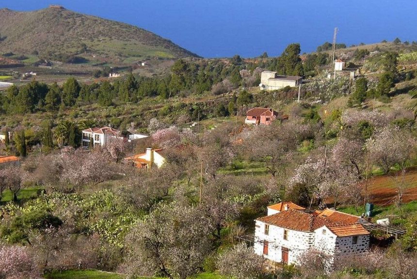 FORMATO PUNTAGORDA ALMENDRO La mayoría de los nuevos contratos firmados en abril en La Palma son temporales