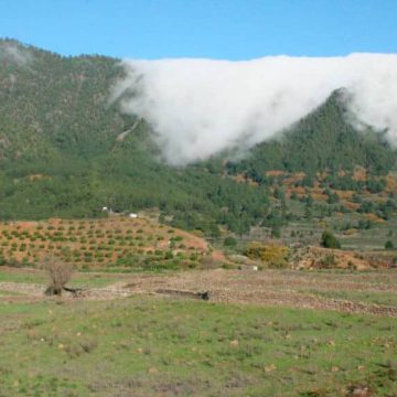 Agricultura rechaza que el Cabildo vaya a “vender La Palma” y defiende la cooperación agrícola con Emiratos