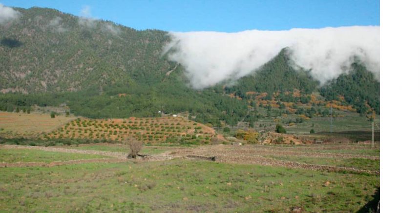 Agricultura rechaza que el Cabildo vaya a “vender La Palma” y defiende la cooperación agrícola con Emiratos