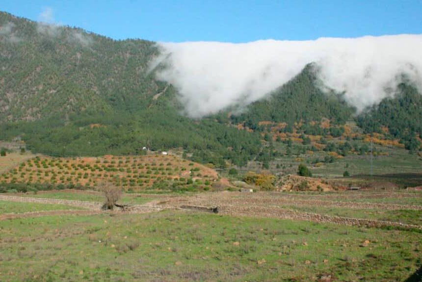 Agricultura rechaza que el Cabildo vaya a “vender La Palma” y defiende la cooperación agrícola con Emiratos