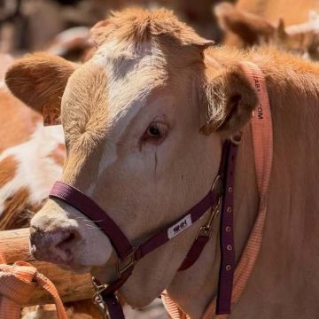 FORMATO FERIA SAN ANTONIO DEL MONTE 2026 El Cabildo trabaja con Breña Baja para que reserve suelo ganadero en su nuevo plan general