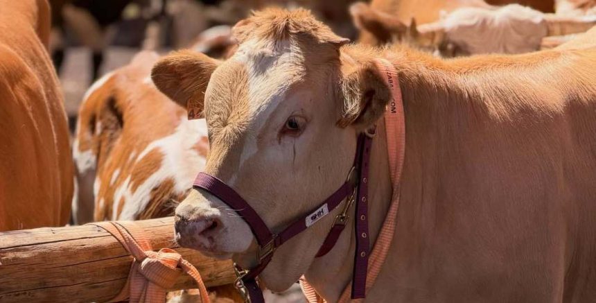 FORMATO FERIA SAN ANTONIO DEL MONTE 2026 El Cabildo trabaja con Breña Baja para que reserve suelo ganadero en su nuevo plan general